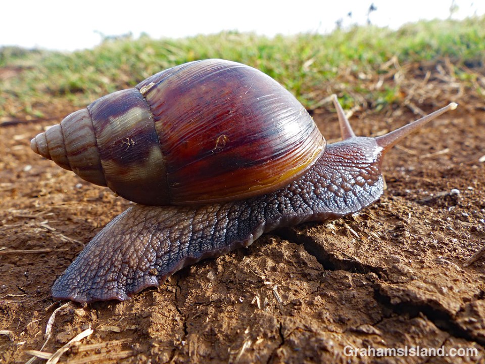 Giant African Land Snail on the move
