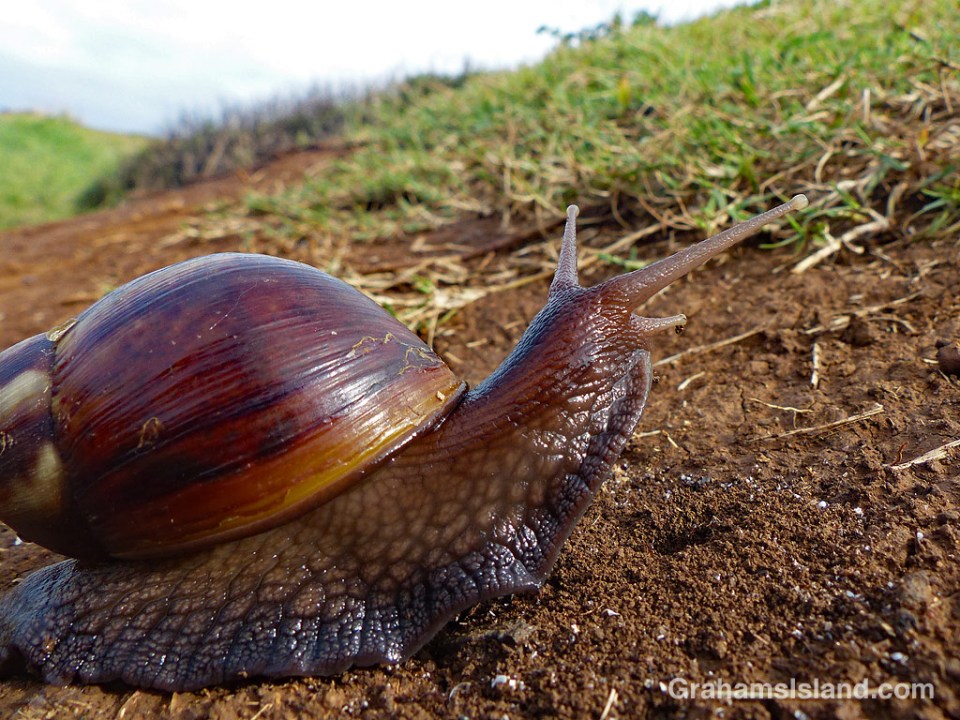 Giant African Land Snail