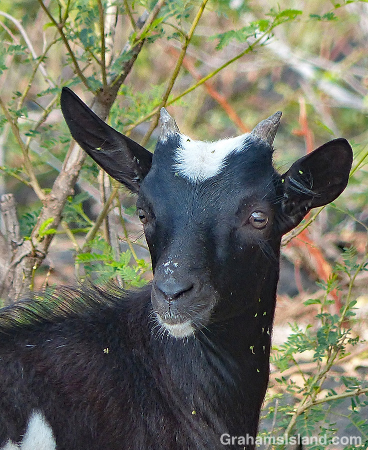 Kid goat