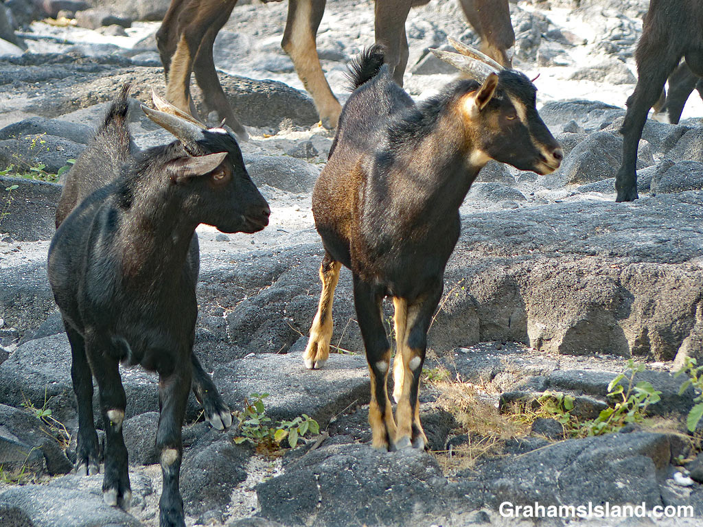 Kid goats