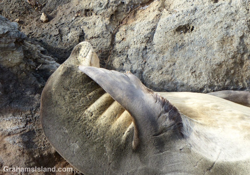 Monk seal with an itch