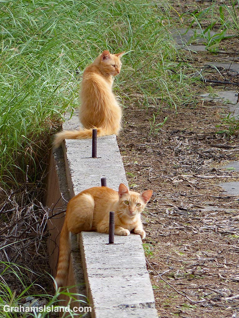 Orange feral cats