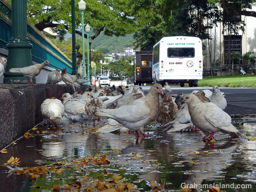 Pigeons drinking in Honolulu