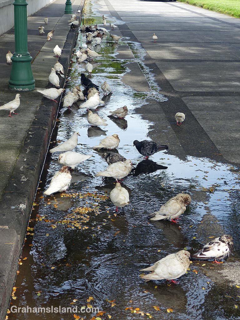 Pigeons in Honolulu