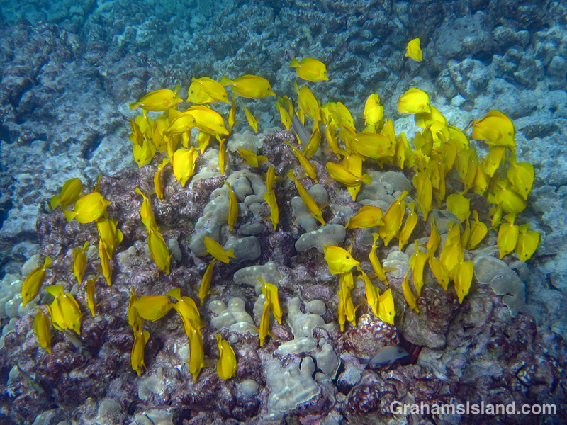 Yellow tang shoal feeding