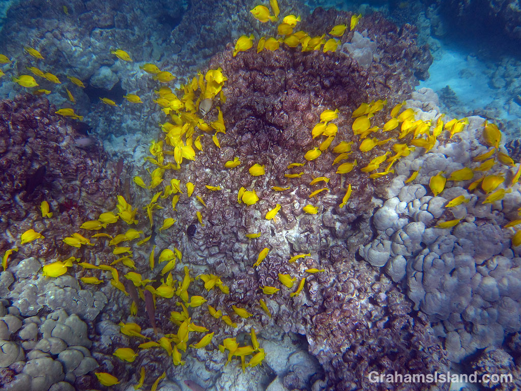 Yellow tang shoal