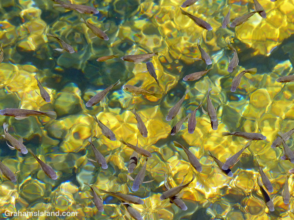 Abstracts-Painterly fish