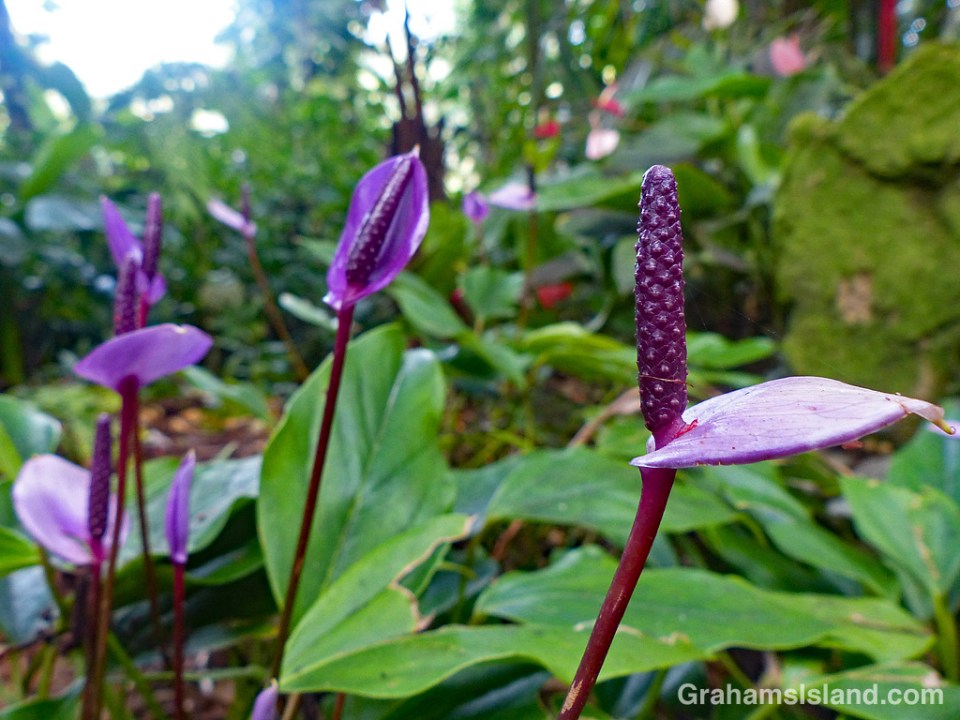 Anthurium 'Miss Mini Purple'