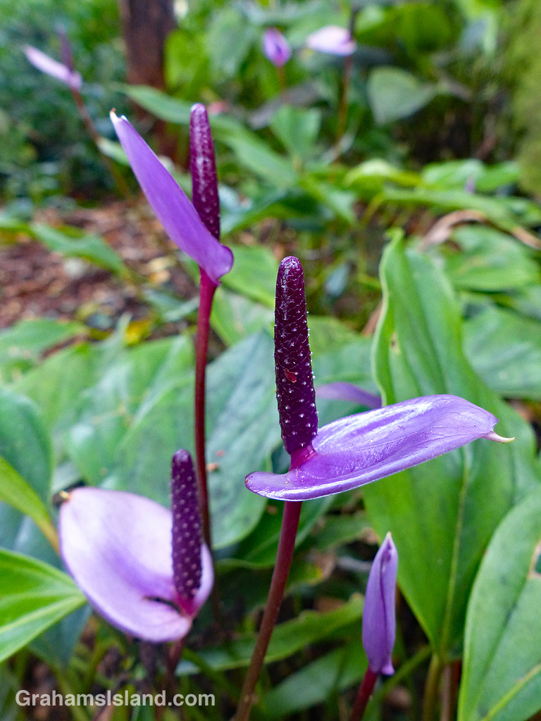 Anthuriums 'Miss Mini Purple'