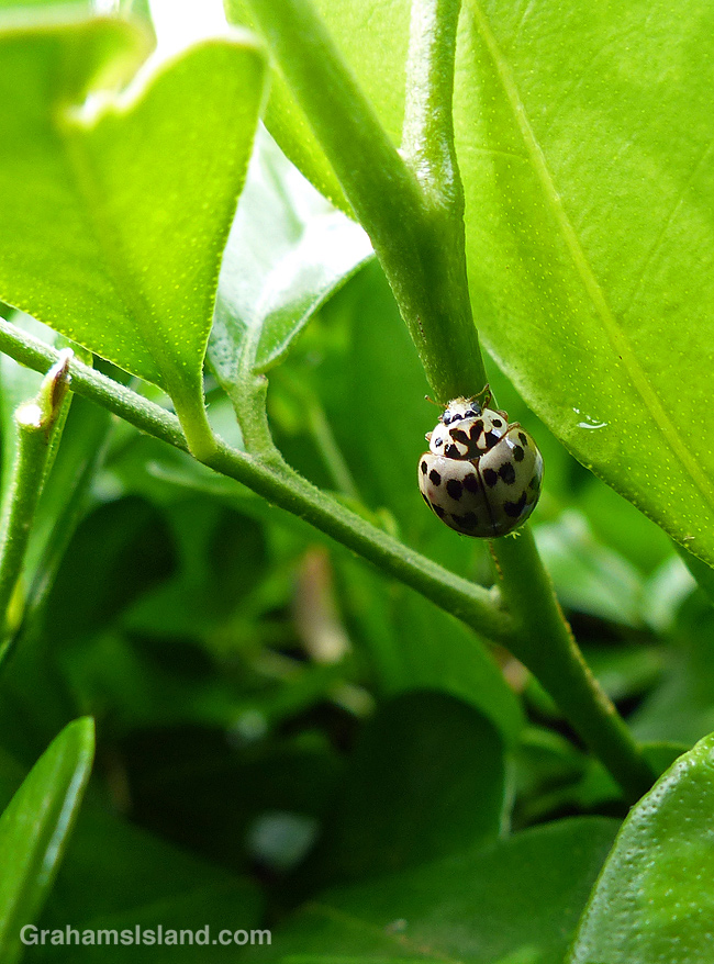 Ashy Grey Lady Beetle climbing