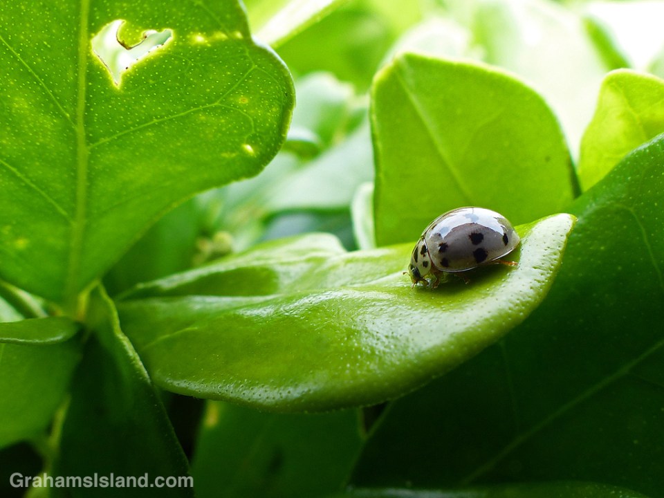 Ashy Grey Lady Beetle