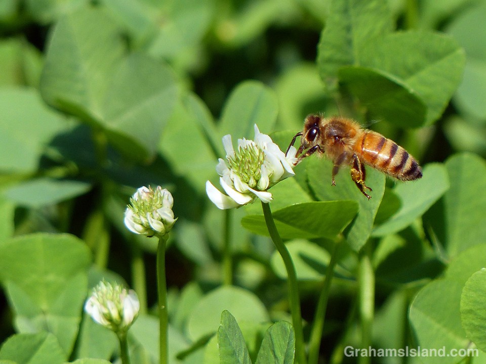 Bee flying to clover