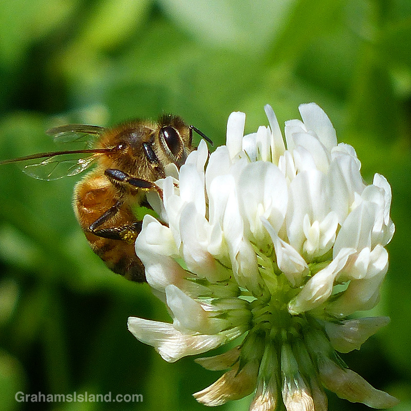 Bee on clover flower