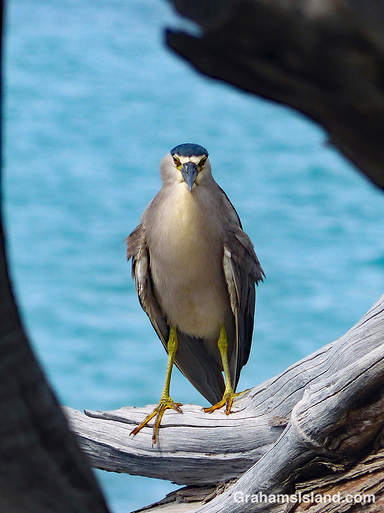 Black crowned Night Heron