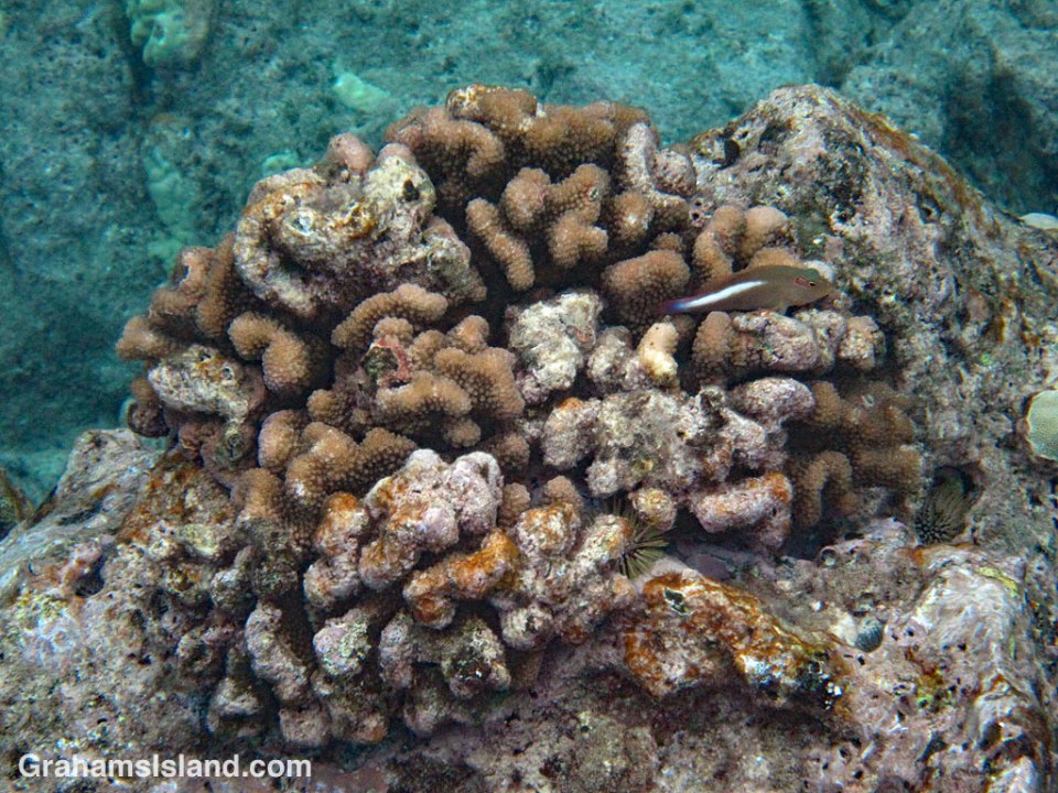 Cauliflower coral and arc-eye hawkfish