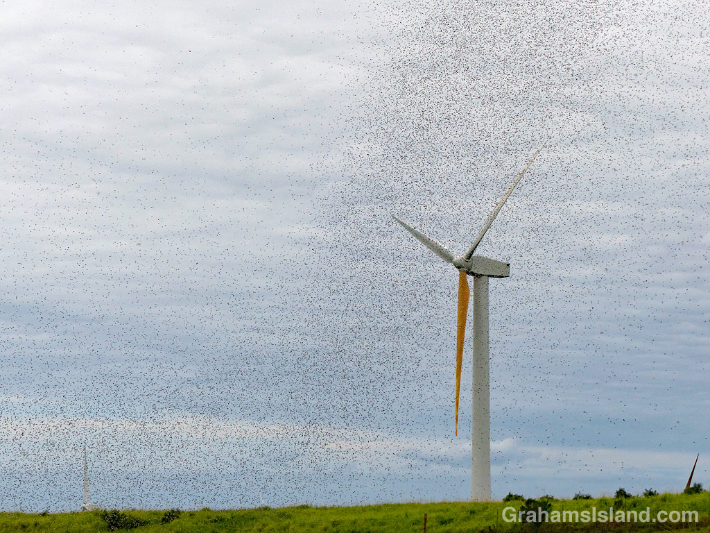 Gnat cloud and wind turbine