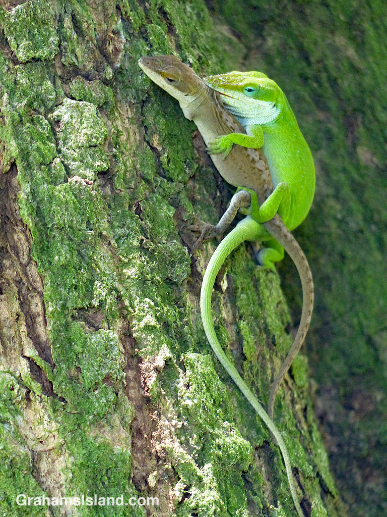 Green Anoles mating