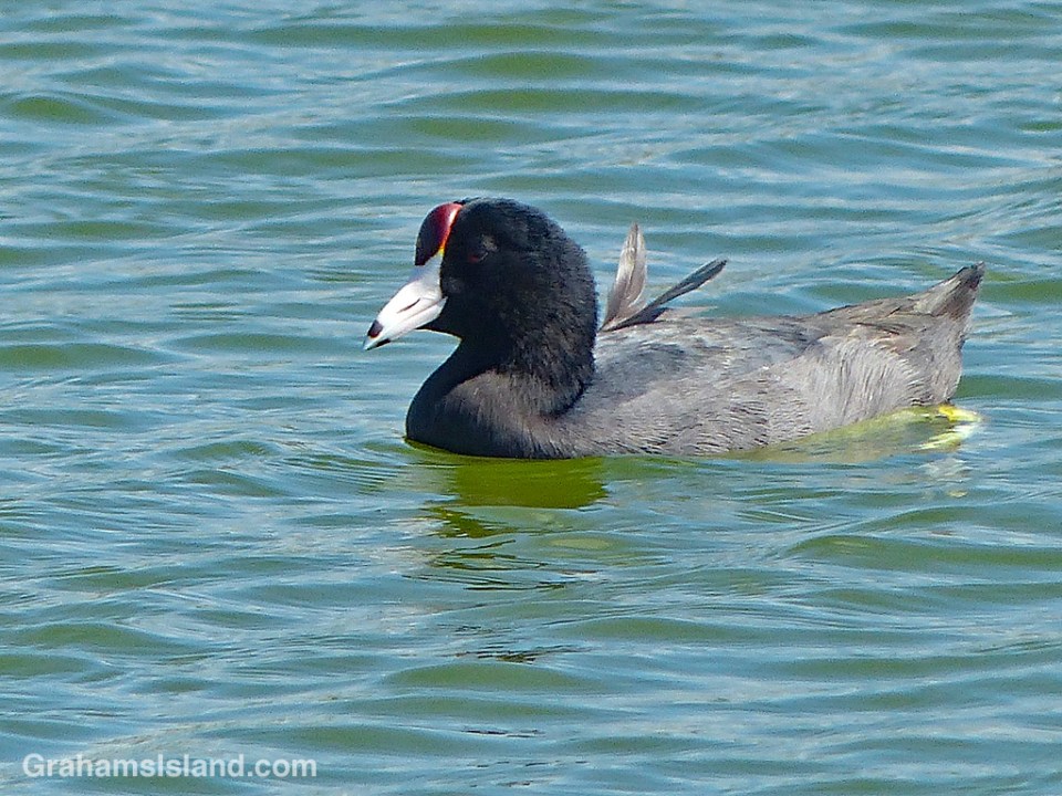 Hawaiian Coot with two misplaced feathers