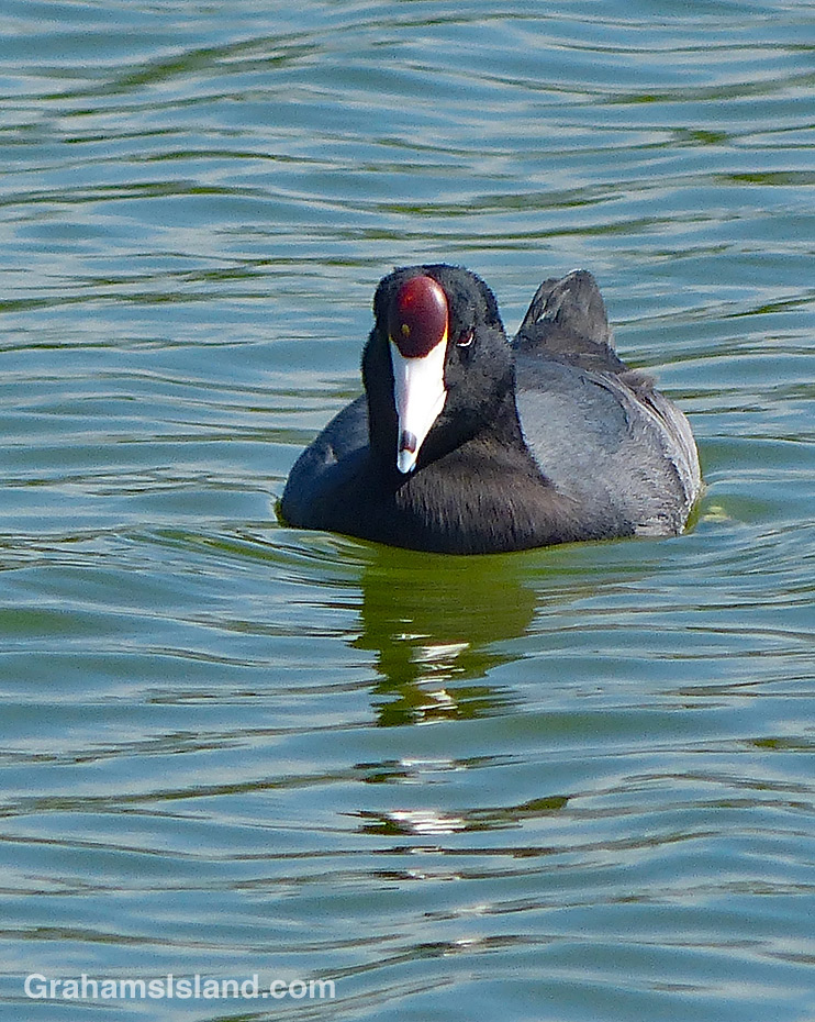 Hawaiian Coot