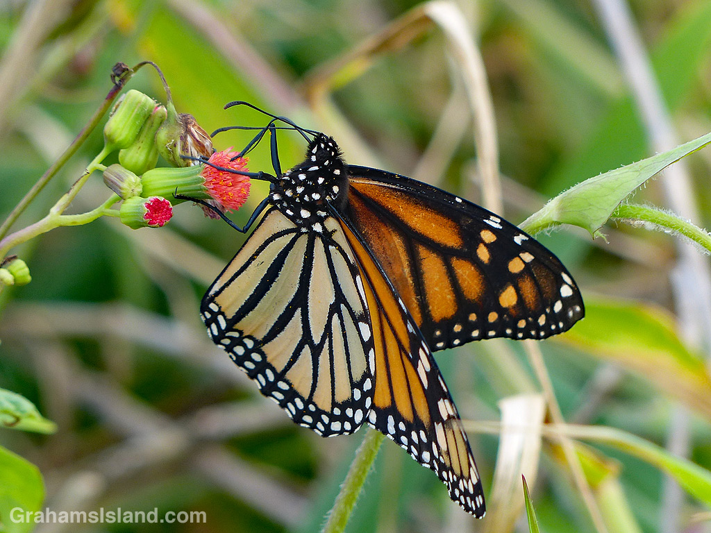 Monarch butterfly on tasselflower