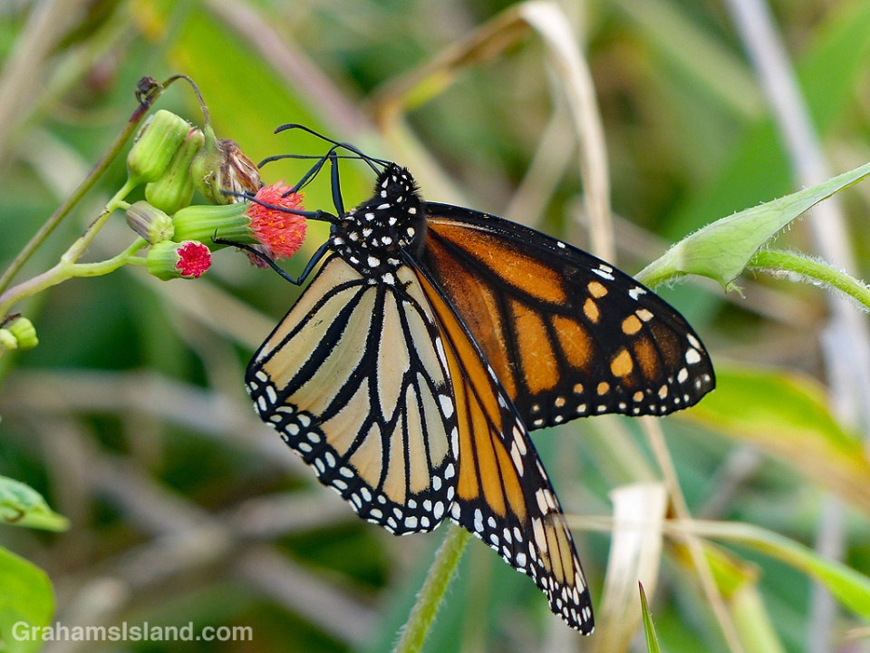 Monarch butterfly on tasselflower