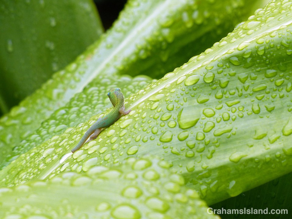 Small gold dust day gecko in the rain