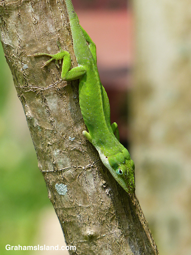 Three-legged anole