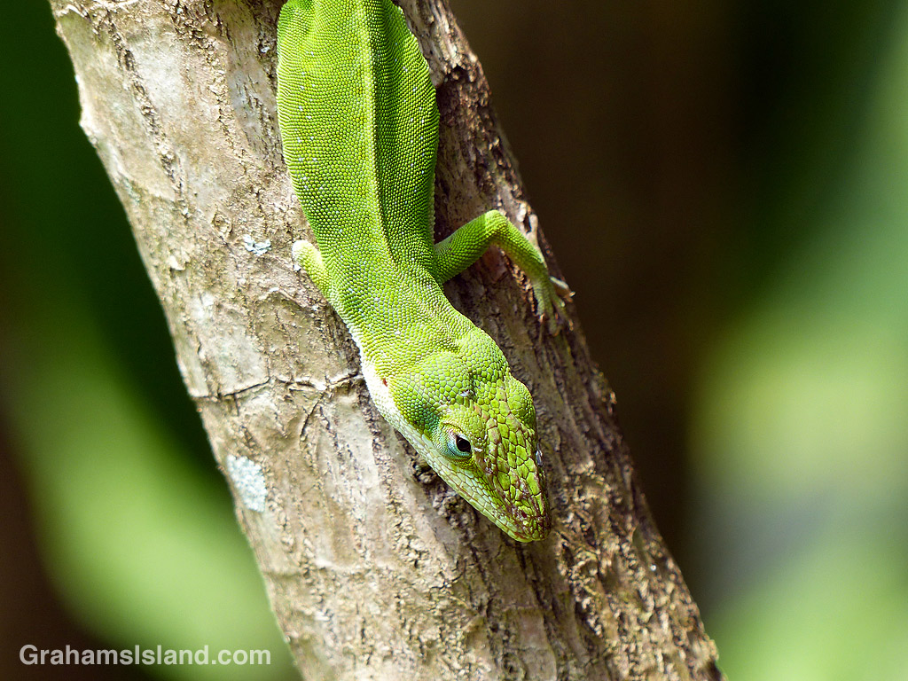 Three-legged green anole