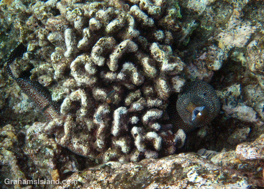 Whitemouth Moray Eel in dead coral