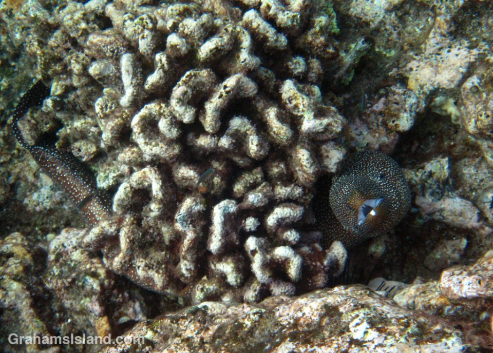 Whitemouth Moray Eel in dead coral