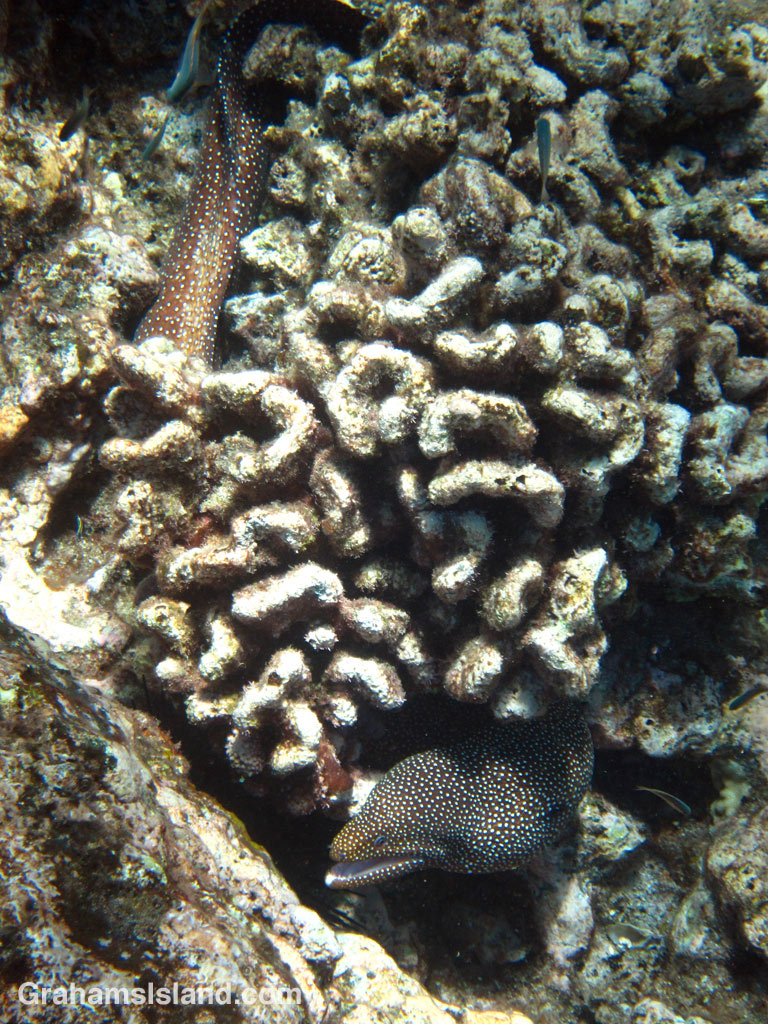 Whitemouth Moray Eel