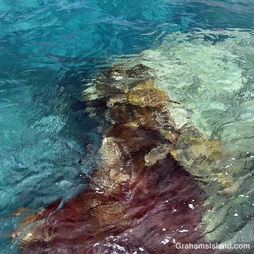 Abstracts-Green turtles