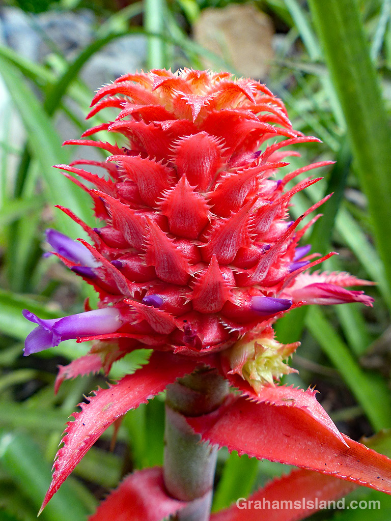 Ananas bracteatus-red pineapple