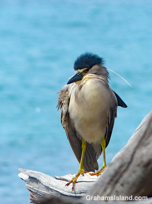 Black-crowned Night Heron with fuzzy head