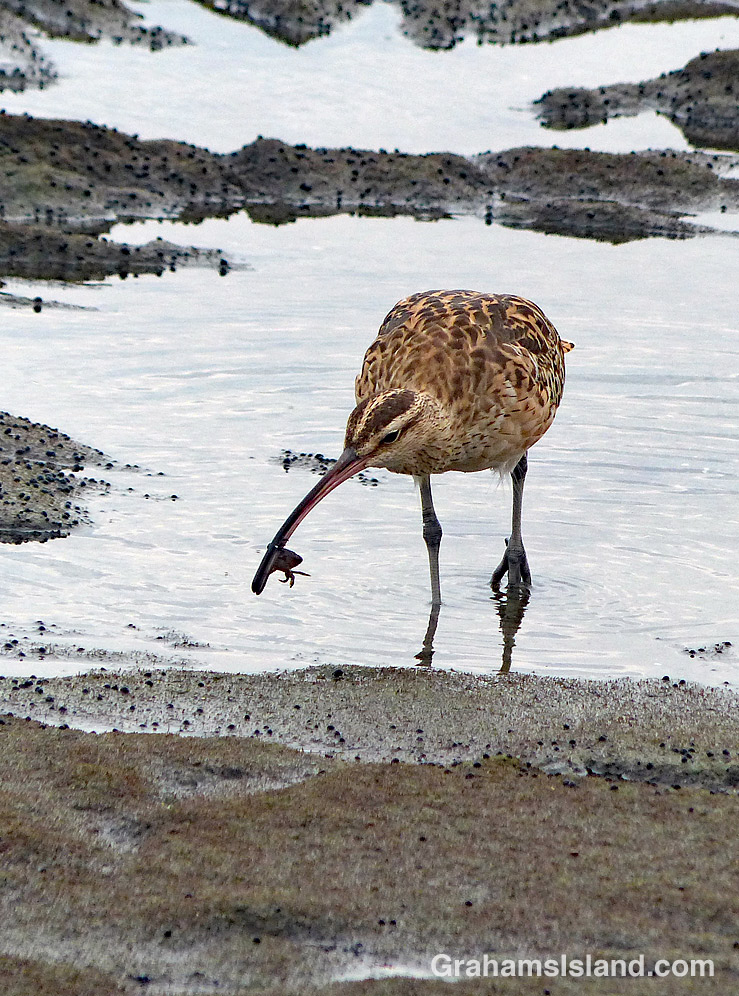 Bristle thighed Curlew finds a small crab