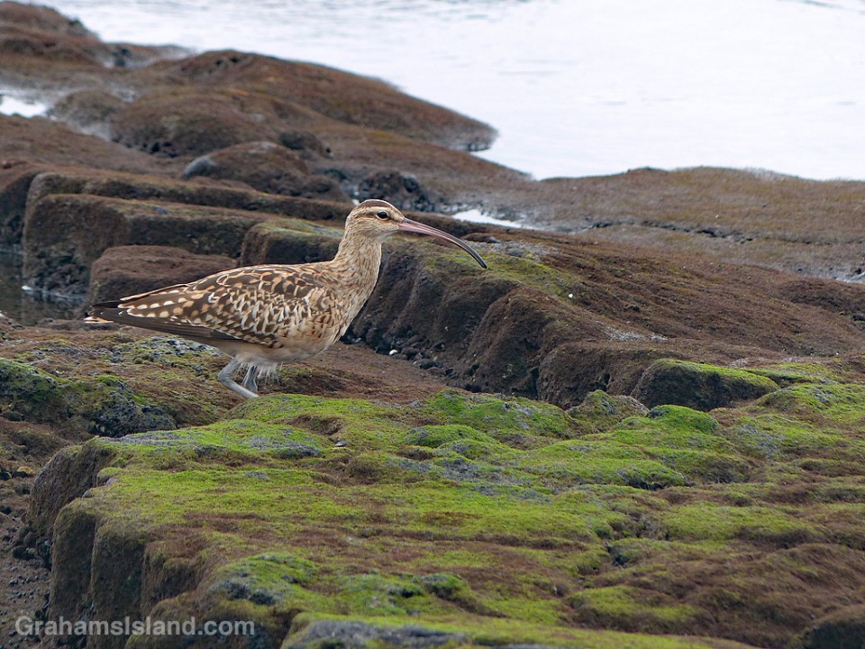 Bristle thighed Curlew walks on the coast