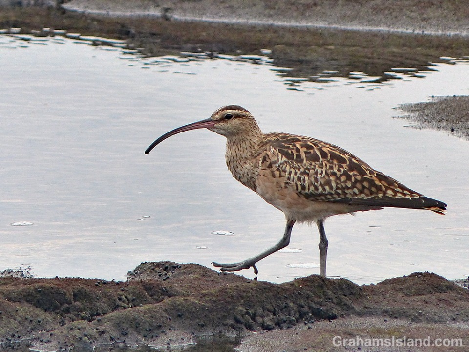 Bristle thighed Curlew