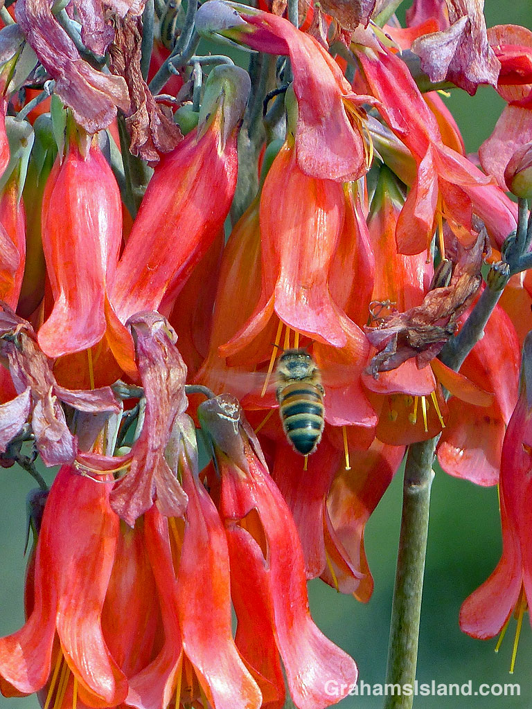 Bryophyllum and bee