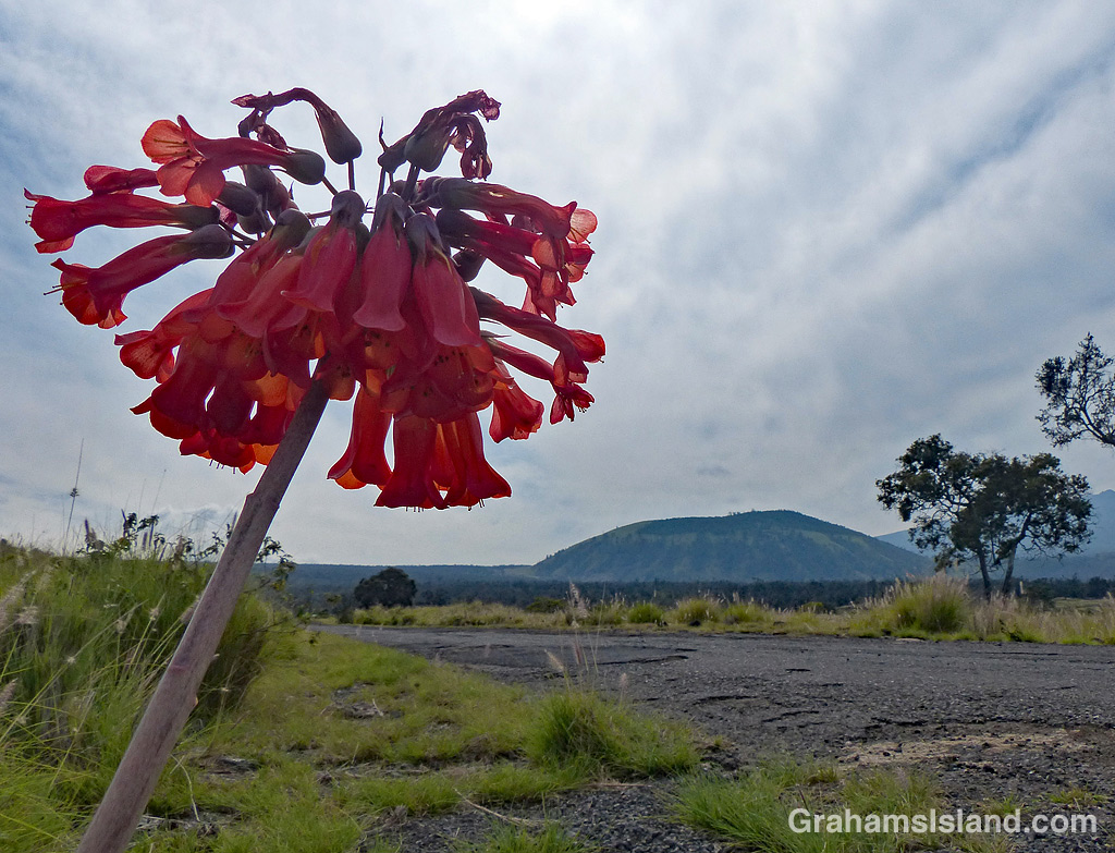 Bryophyllum and Pu'u Wa'awa'a