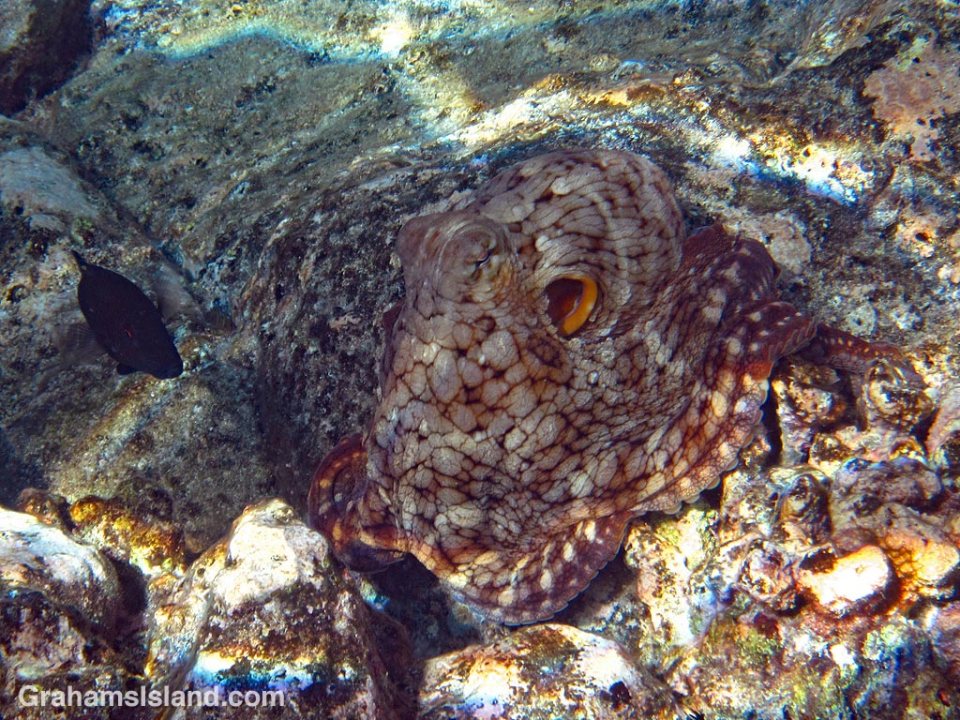 Day Octopus on a rock
