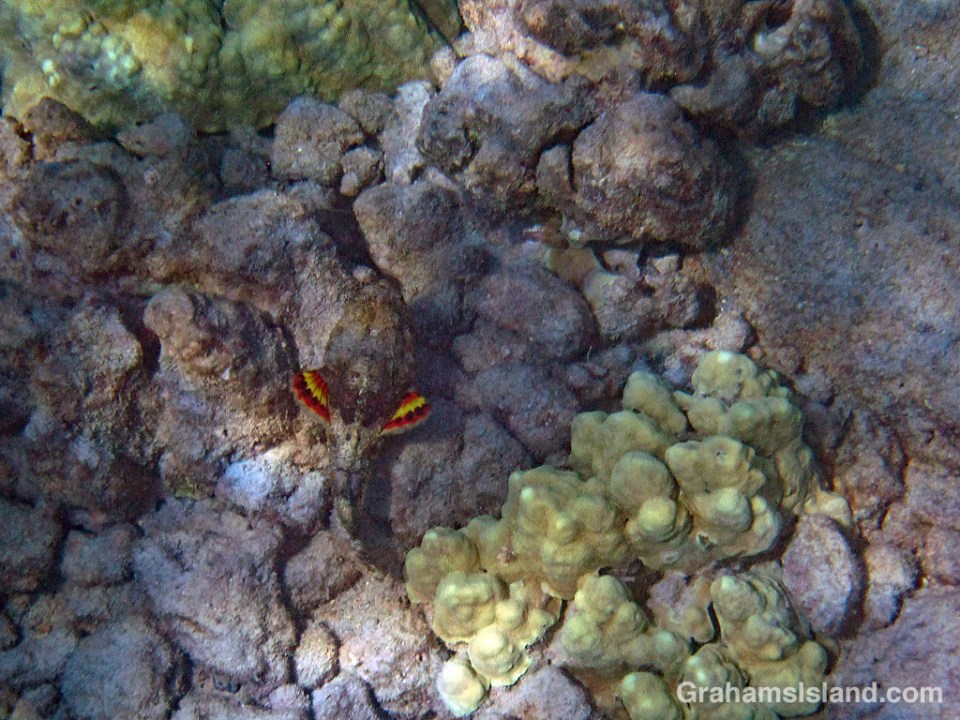 Devil Scorpionfish displaying