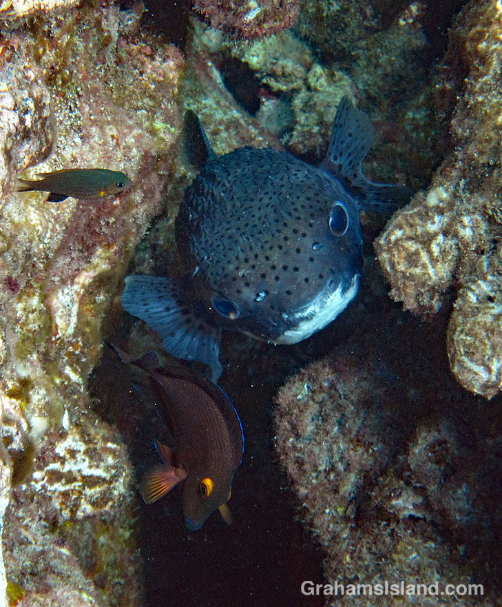 Giant Porcupinefish with Blackfin Chromis and Goldring surgeonfish