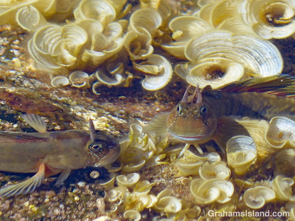 Hawaiian Zebra blennies with Padina japonica