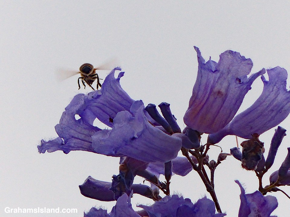 Jacaranda flowers and bee
