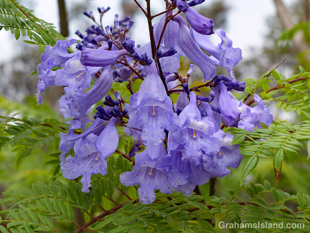 Jacaranda flowers cluster