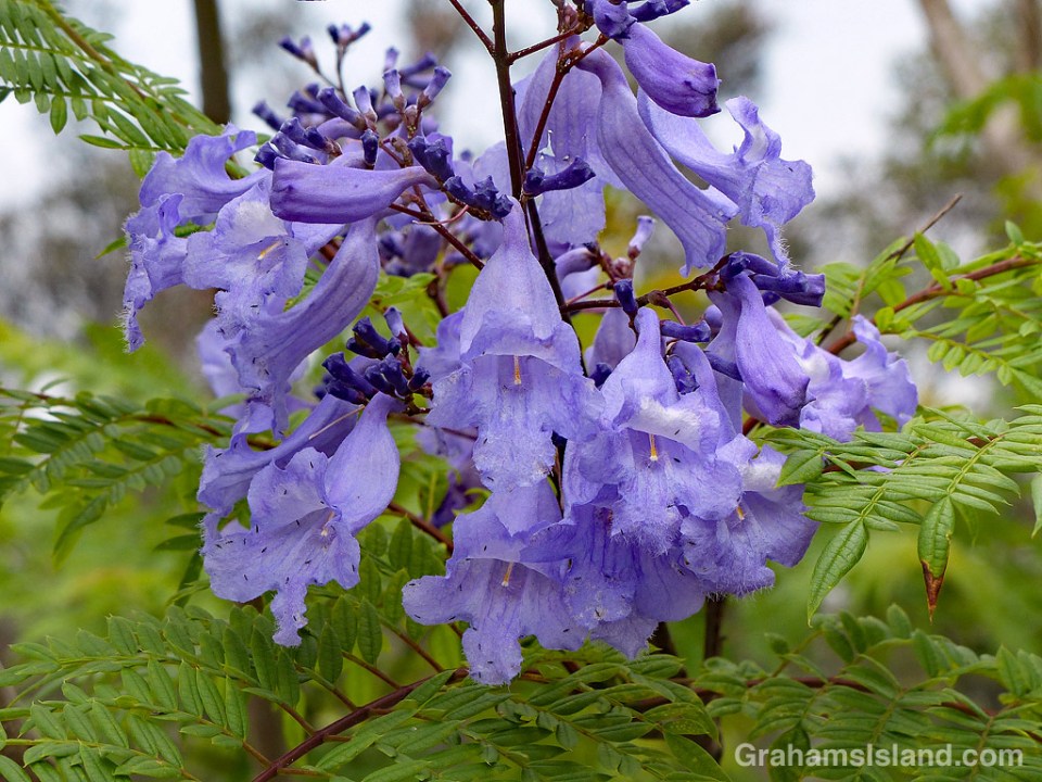 Jacaranda flowers cluster