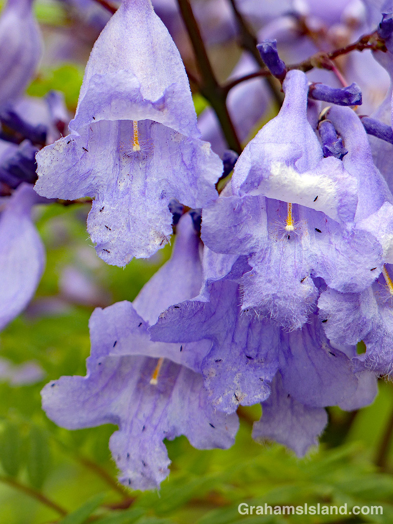 Jacaranda flowers