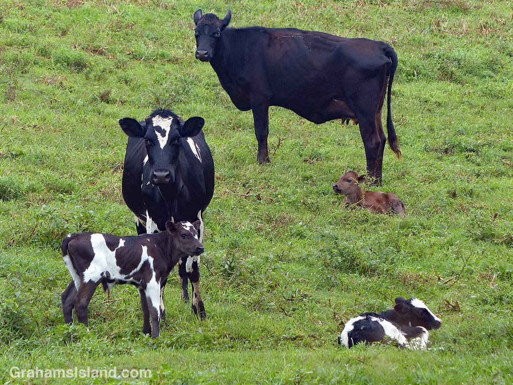 New calves and mothers