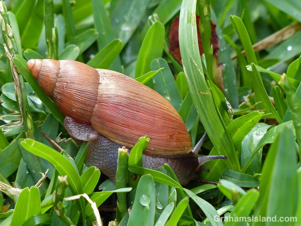 Rosy Wolfsnail