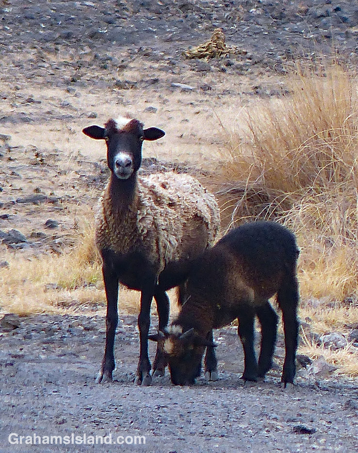 Sheep with older lamb